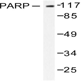 Cyclin L1 (E491) pAb