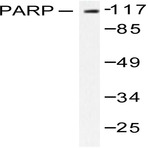 Cyclin L1 (E491) pAb