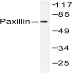 Paxillin (G112) pAb