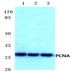 PCNA (I88) pAb