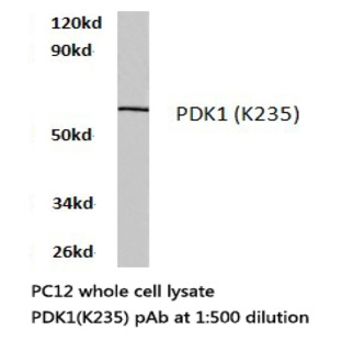 PDK1 (K235) pAb