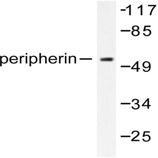 PRPH (S454) pAb