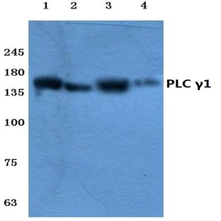 PLC (gamma)1 (G777) pAb