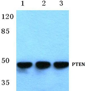 PTEN (S364) pAb