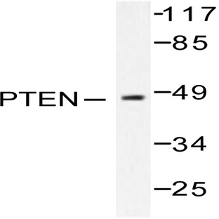 PTEN (P374) pAb