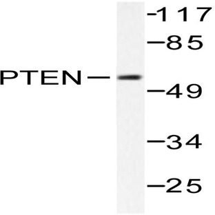 PTEN (D375) pAb