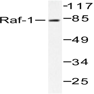 Raf-1 (Q253) pAb