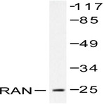 RAN (E202) pAb