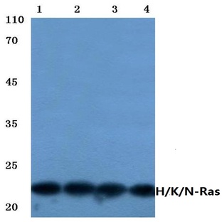 Ras (H27) pAb