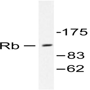 Rb (T774) pAb