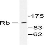 Rb (P789) pAb