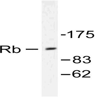 Rb (G801) pAb