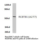 Bs1313_wb