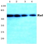 c-Rel (N497) pAb