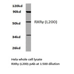 RXR(gamma) (L200) pAb