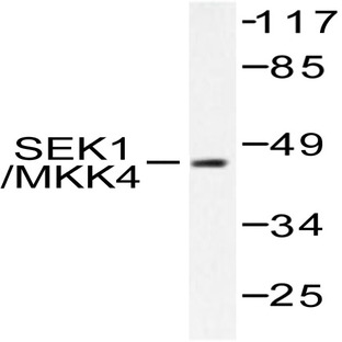 MEK-4/ MAP2K4 (E74) pAb