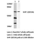 SHP-2 (K536) pAb