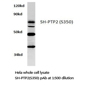 SHP-2 (S350) pAb