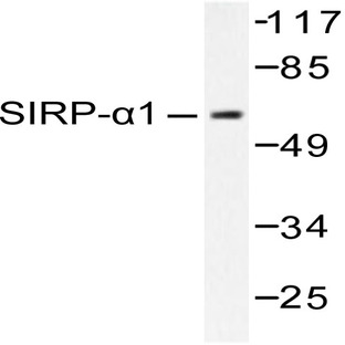 SIRP-(alpha)1 (R479) pAb