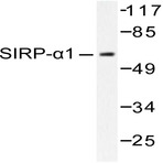 SIRP-(alpha)1 (R479) pAb