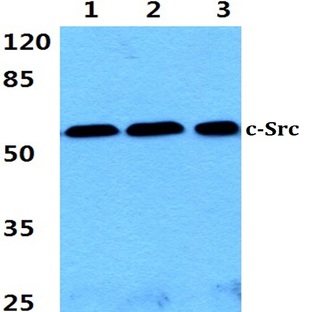 c-Src (L412) pAb