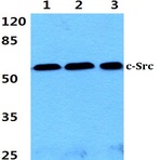 Bs1330_wb