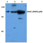 Stat1 (G695) pAb