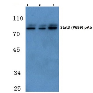 Stat3 (P699) pAb