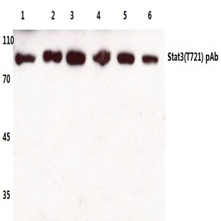 Stat3 (T721) pAb