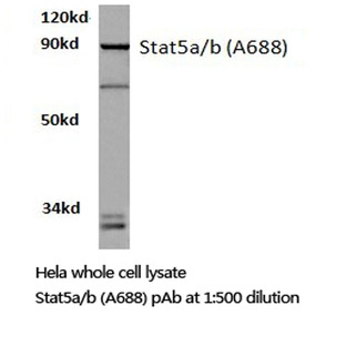 Stat5a/b (A688) pAb