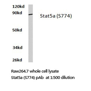 Stat5a (S774) pAb