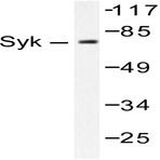 Syk (F169) pAb