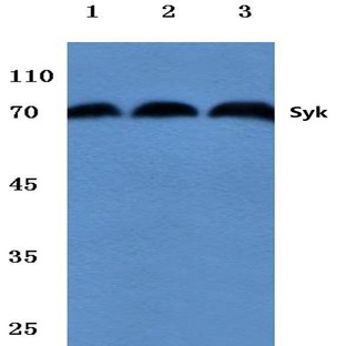 Syk (L519) pAb