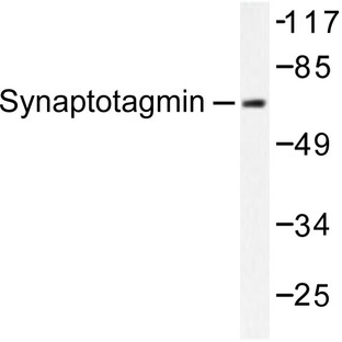 Synaptotagmin (T196) pAb