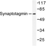 Synaptotagmin (T196) pAb