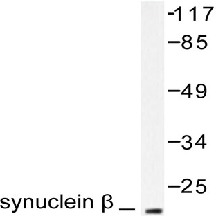 Synuclein-(beta) (S118) pAb