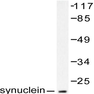 Synuclein (A19) pAb