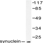 Synuclein (A19) pAb