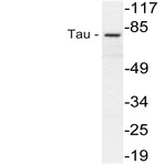 Tau (V229) pAb