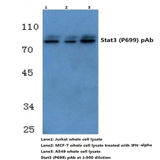 Tau (V256) pAb