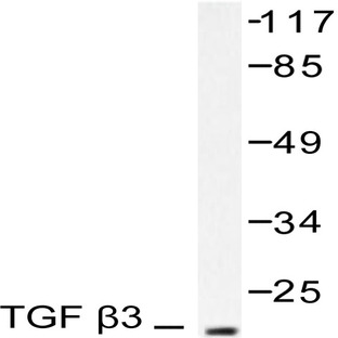 TGF (beta)3 (G292) pAb