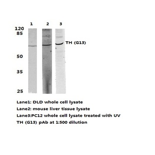 TH (G13) pAb