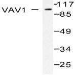 VaV1 (A168) pAb