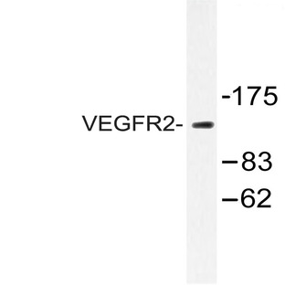 VEGFR2/Flk-1 (Q1169) pAb