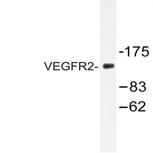 VEGFR2/Flk-1 (D1209) pAb