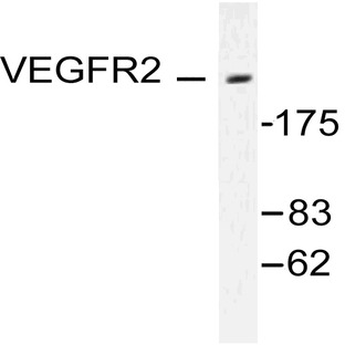 VEGFR2/Flk-1 (F945) pAb