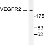 Bs1373_wb