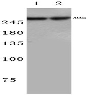 ACC(alpha) (H74) pAb