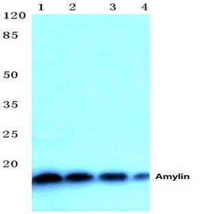 Amylin (H28) pAb