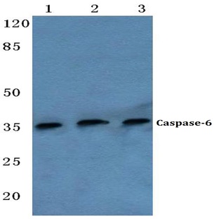 Caspase-6 (L251) pAb